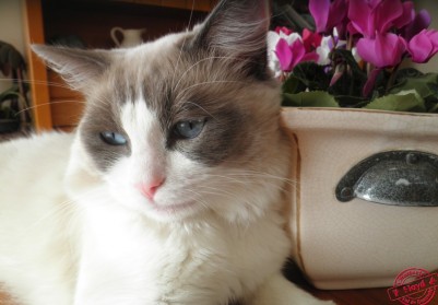 Floyd de Gailande - Chatterie Ragdolls du Val de Beauvoir